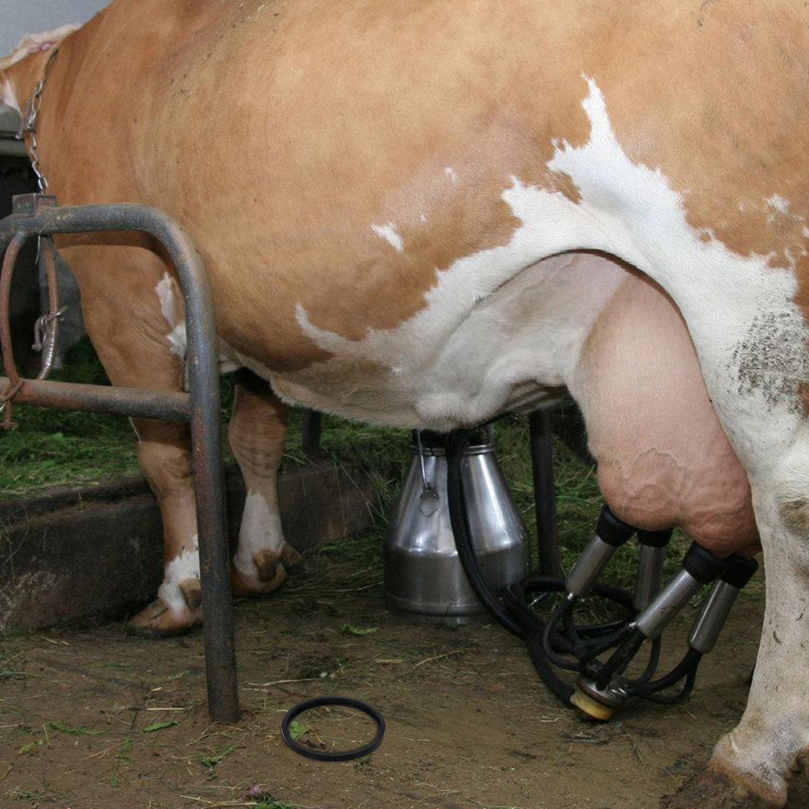อุปกรณ์เสริมเครื่องรีดนม ฝาปิด - Milking Machine บทวิจารณ์และราคา