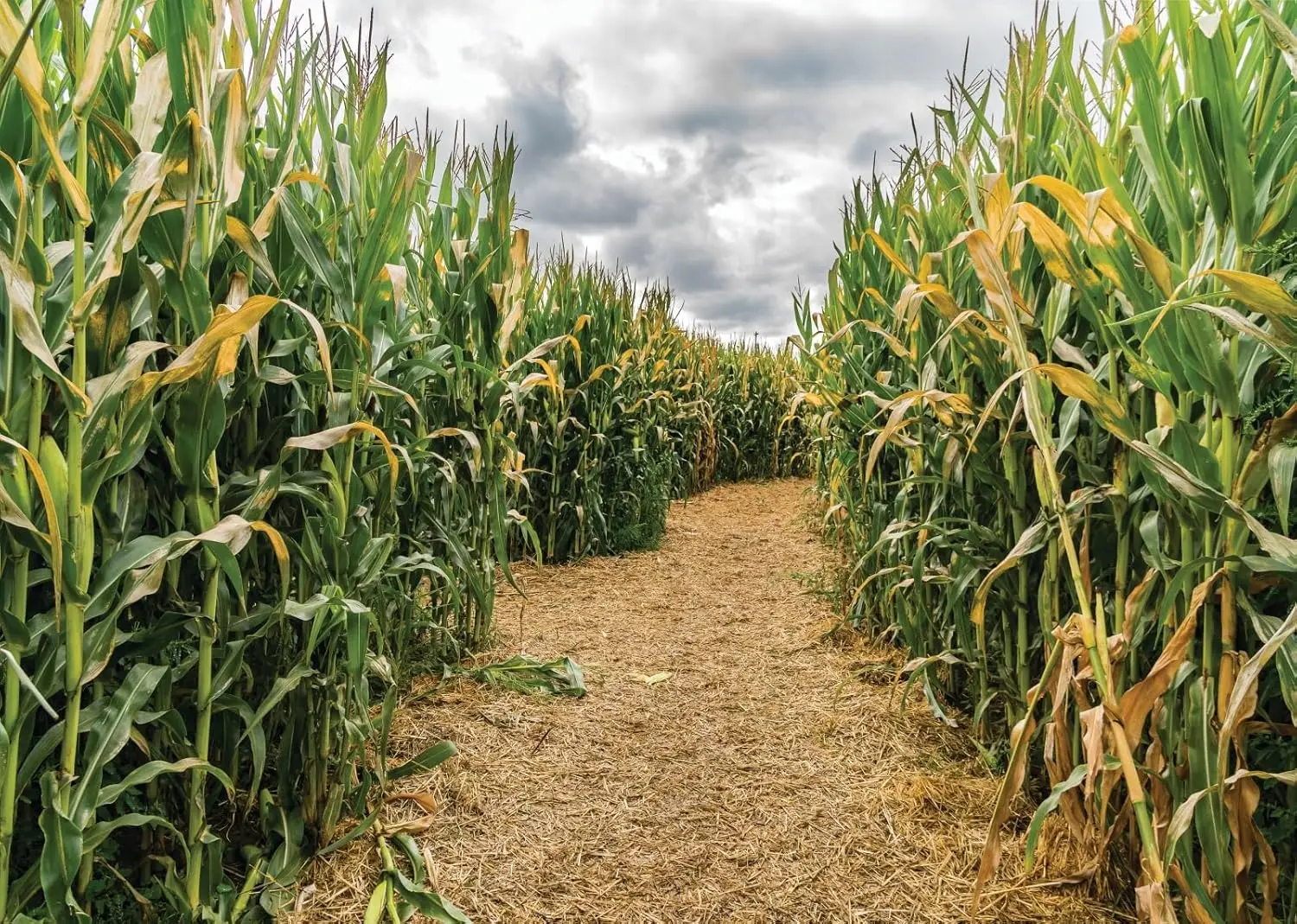 ทุ่งข้าวโพด สนามข้าวโพดเขียว ว - Agriculture Farming Background บทวิจารณ์และราคา
